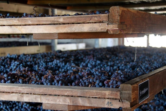 Grapes in wooden shelves at a winery in northern Italy